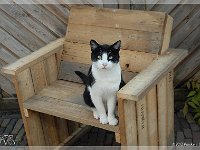 Onze katten